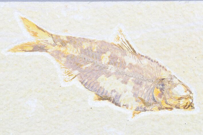 Detailed Fossil Fish (Knightia) - Wyoming #173750